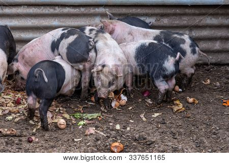 Saddleback Piglets, Sus Scrofa Domesticus, Feeding On Food Scraps In A Pigsty On A Uk Farm