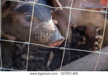 Saddleback Piglets, Sus Scrofa Domesticus, Behind The Fencing Of A Pigsty