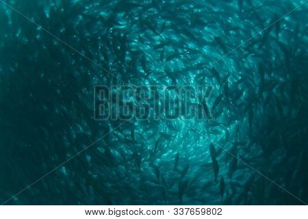 A Flock Of Fish Inside The Fish Farm, Breeding Commercial Fish In The Fish Farm