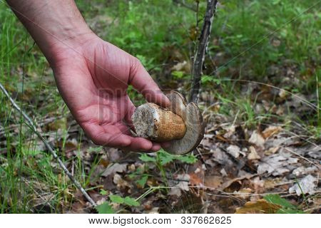 Mushroom Boletus In Man Hand In Forest. Gourmet Food. Mushroom Boletus Edulis. Pick Up Popular White