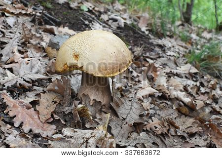Mushroom Boletus Oak Forest. Gourmet Food. Mushroom Boletus Edulis. Popular White Boletus Mushrooms
