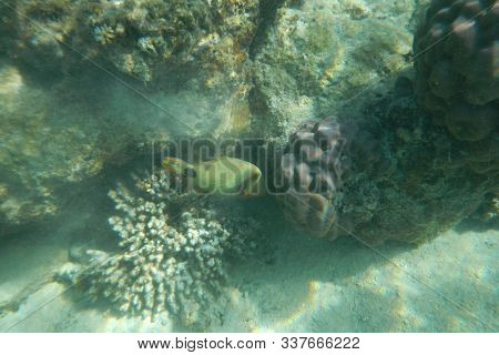 Funny Picasso Fish Swims In The Water Of The Pacific Ocean Near The Fiji Islands