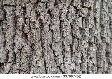 Close-up Of Maple Bark. Texture Of The Old Urban Tree. Natural Background. Semen At Eye Level. Lands