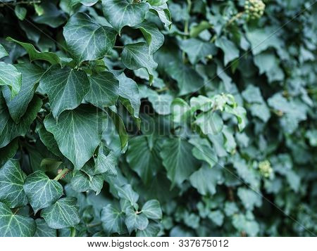 Background From Green Ivy Leaves. Natural Forest Background, Selective Focus On The Leaves. Close-up