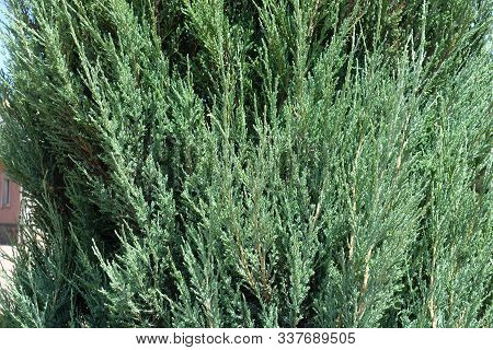 Lush Foliage Of Juniperus Virginiana Blue Arrow In June