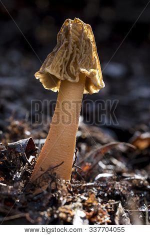 Edible Mushrooms, Grow In Spring, Ptychoverpa Bohemica