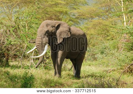 Closeup of African Elephant (Loxodonta africana, or 