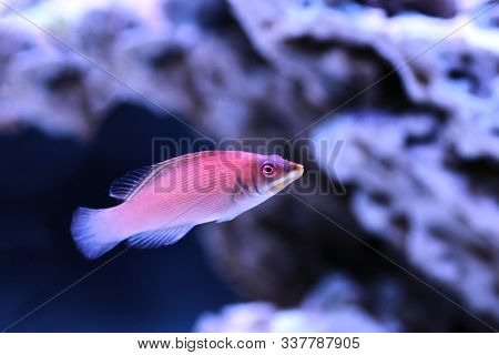 Striated Wrasse Saltwater Fish - Pseudocheilinus Evanidus
