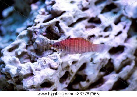 Striated Wrasse Saltwater Fish - Pseudocheilinus Evanidus