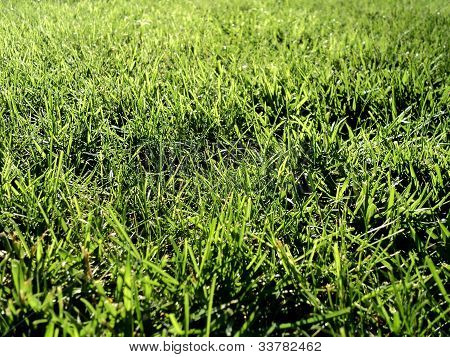 geschnittenem Gras