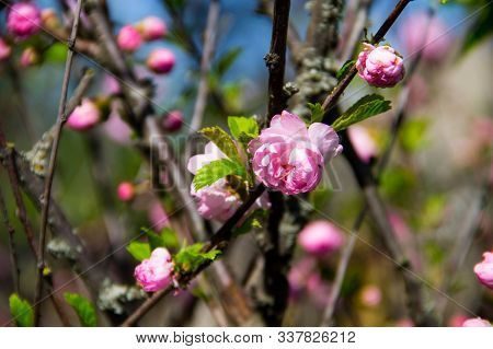 Branch Of Prunus Triloba (louiseania Ulmifolia) Blossoms. Spring Twig Of Almond Trilobate With Beaut