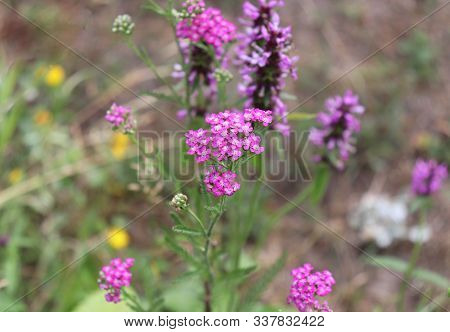 Closeup Of Pink Flower Achillea Millefolium, Commonly Known As Yarrow Or Common Yarrow In Organic Ga