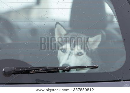 Sad And Funny Siberian Husky Dog In Car, Cute Pet. Dog Waiting For Walking Before Sled Dog Training 