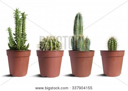 Group Of Pot Houseplants Succulent And Cactus On White Background