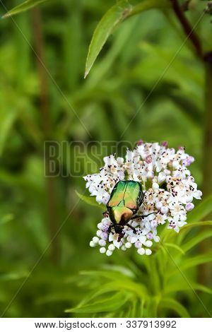 Cetonia Aurata, Called The Rose Chafer Or The Green Rose Chafer, Sitting On White Flowers On Blurred