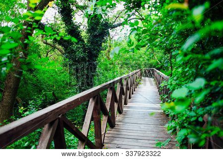 Wooden Bridge Road In A Rainforest Landscape