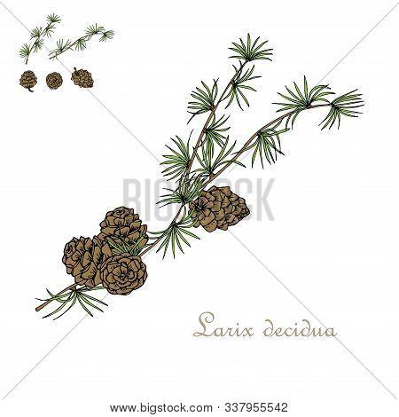 Larch Branch, Cone Art Design Elements Nature Colorful Object Isolated Stock Vector Illustration For