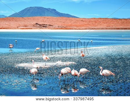Beautiful flamingos at sunshine lagoon in mountanious