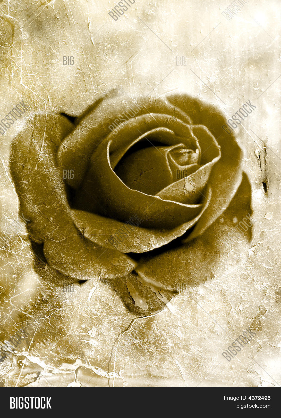 Grunge Rose Image & Photo (Free Trial) | Bigstock