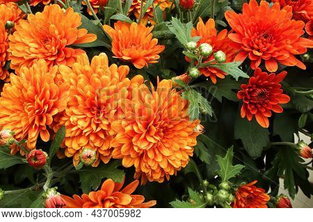 A Background Of Orange Garden Mums Growing