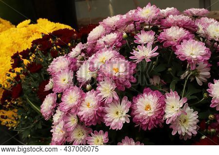 A Mound Of Potted Garden Mums Growing