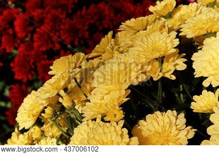 A Yellow Potted Mum Infront Of Red Flowers