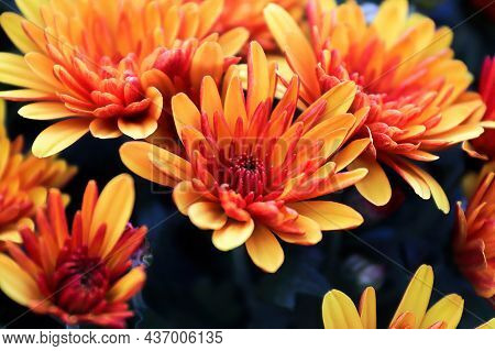 Closeup Of Yellow And Orange Garden Mums With Blue Backgrounds