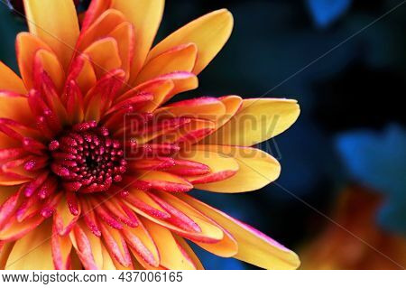 Macro Of An Garden Mum On A Blue Background