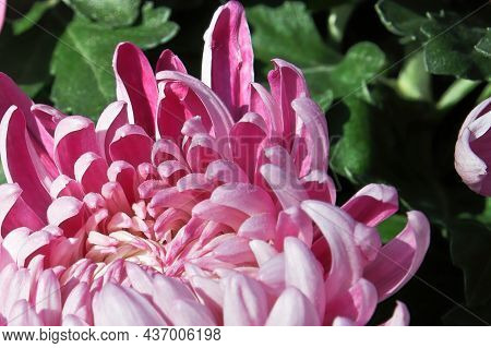 Macro Of Pink Spider Disbud Garden Mums