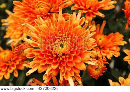 Vibrant Orange And Yellow Potted Garden Mums