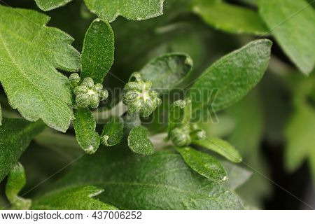 View Of Budding Garden Mums Between Leaves