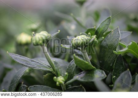 View Of Budding Garden Mums Between Leaves