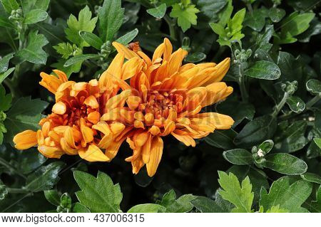 Closeup Of Two Orange Garden Mums Blooming In The Fall