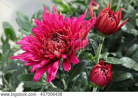 Closeup Of Various Pink Garden Mums In Flower