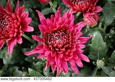 Closeup Of Various Pink Garden Mums In Flower