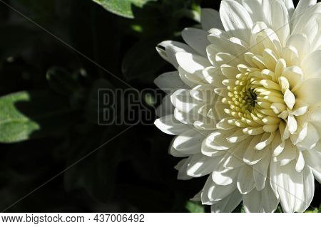 Macro Of A Side View Of A White Garden Mum