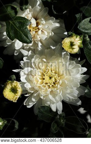 Vertical Phot Of Various White Garden Mums