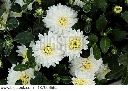 Closeup Of Various White Garden Mums In Bloom