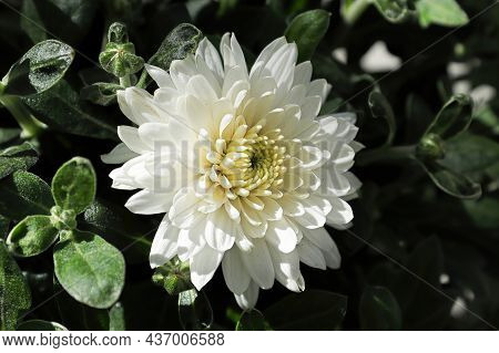 Macro Side View Of A White Garden Mum