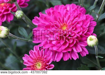 Macro Of Pink Garden Mums Growing In The Fall