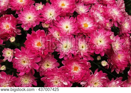 Closeup Background Of Pink And White Garden Mums