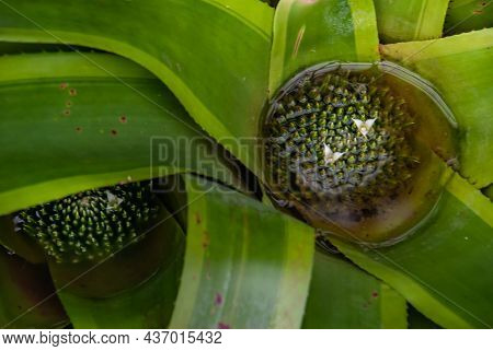 The Plant Of Bromelia Featuring Bromeliaceae Full Bloom Grown In A Botanic Garden. The Botanical Fam