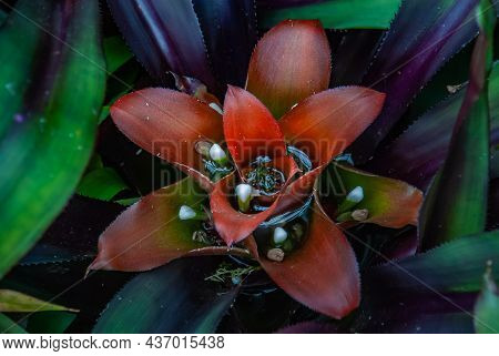 Close-up Of Beautiful Red Flower Of Nidularium Innocentii Full Bloom Grown In A Botanic Garden. No F