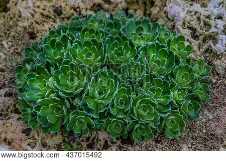 Saxifraga Paniculata; Alpine Saxifrage, White Mountain Saxifrage; Stonecrop Pattern Growing In A Bot