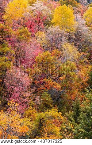 Trees with Brilliant fall foliage in Wasatch mountains of Utah 