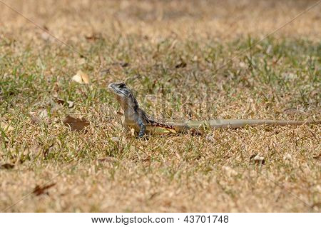 Ortak kelebek kertenkele (leiolepis Belliana)