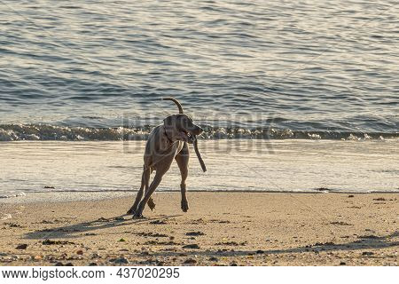 Weimaraner Dog Plays With A Stick On The Beach On A Sunny Day