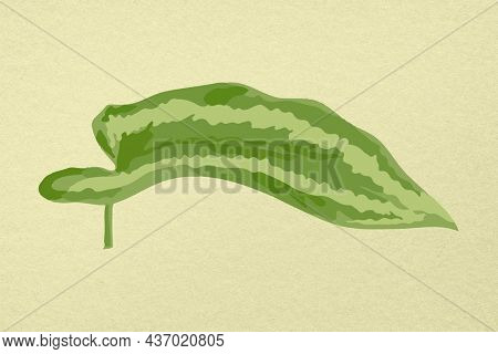 Leaf image, green Alocasia polly plant