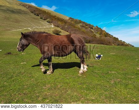 Wild Horses And Little Dog In The Green Grass Of Monte Cucco In Umbria