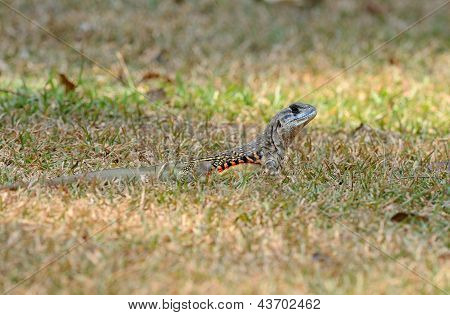 Ortak kelebek kertenkele (leiolepis Belliana)